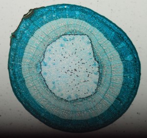 Tilia stem.jpg
