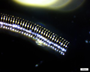 IMG-2017-01-07-18-44-58.jpg
