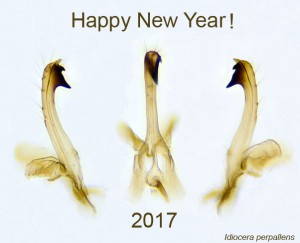 Idiocera perpallens_2017.jpg