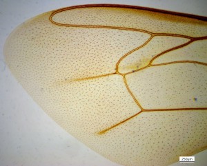N10 Bee wing.jpeg