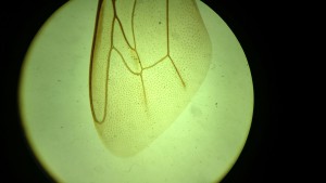 IMG_20170121_130442.JPG