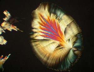 DSCN6952_Ur.jpg