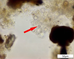 IMG-2017-02-25-20-30-01.jpg