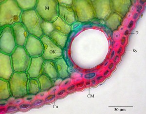 DSCN0730_Urez_RU.jpg