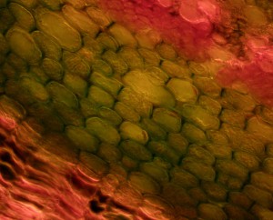 40x0.70.JPG