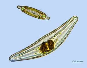 Diatom II_17.jpg