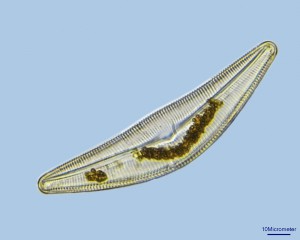 17-08-16_Diatom_f.jpg