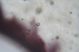 DSC08532_.JPG
