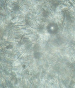 DSC08516_.JPG