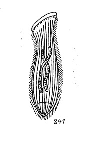 Spathidium.jpg