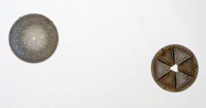 Африка1-4.JPG