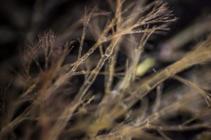 IMG_9284ьь.jpg