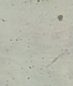 IMG_20181024_173627.jpg