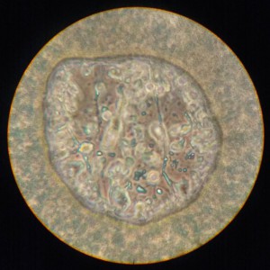 imgonline-com-ua-Compressed-75vFUEqi4dBnCwQ.jpg