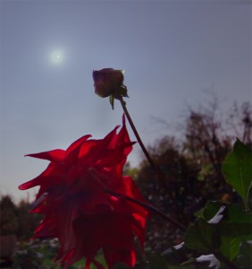 flower.jpg