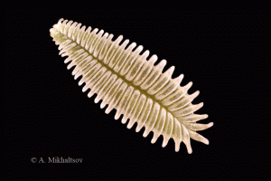 spinos_Pelecyphora_aselliformis.gif