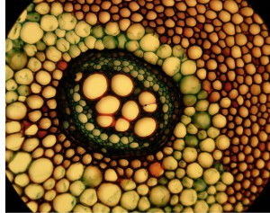 20x0.40 LM.JPG