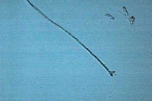 SG1L5356.jpg