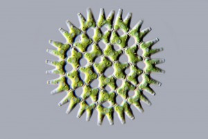 Pediastrum duplex_DIC.jpg
