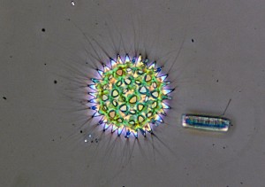 Pediastrum duplex_PHV.jpg