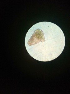 micro1.jpg