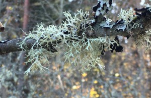 IMG_2293.JPG