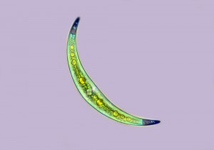 Closterium_1000pcs.jpg