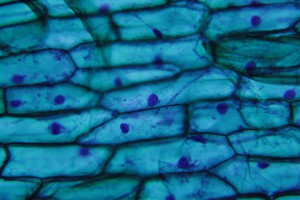 imgonline-com-ua-CompressBySize-HTOB1R8iRJLjK.jpg