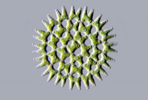 Pediastrum duplex_DIC_UR.jpg