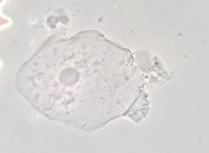 2012-12-04-450_2.jpg