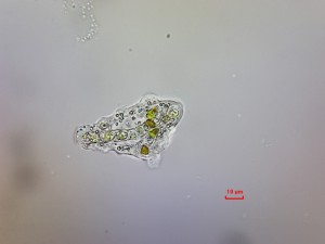 ameba1a.jpg