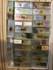 IMG_1198.JPG