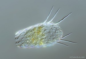 gal8_19.jpg