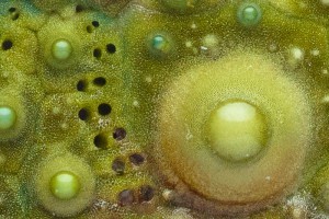 Sea-Urchin-81-mm-M-150-Rev-No-Diffuser-Crop.jpg