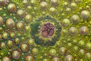 Sea-Urchin-81-mm-M-150-Rev-No-Diffuser.jpg