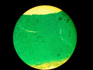 Фото2106 р.jpg