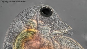 daphnia.jpg