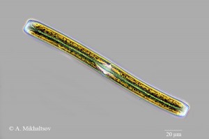 Nitzschia_vermicularis_900pcs.jpg