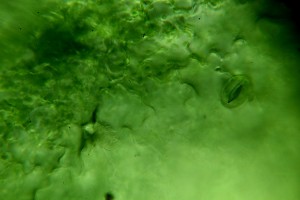IMG_0026.JPG