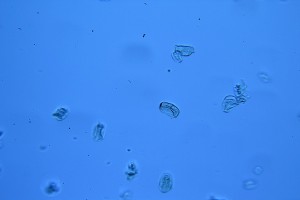 IMG_0010.JPG