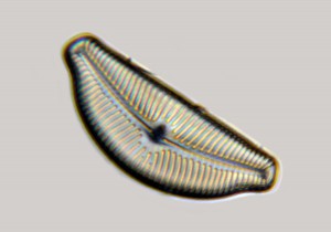 IMG_3258_900pcs.jpg