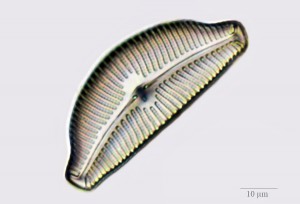 diatom_1_Ph.jpg