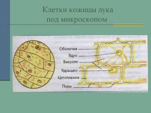 0014-014-Kletki-kozhitsy-luka-pod-mikroskopom.jpg