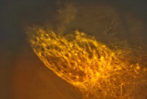 A1E8336E-BD9F-4608-A525-0D2769D0541B.jpeg