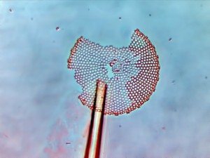 Object_29_2022_10_30_6.jpg