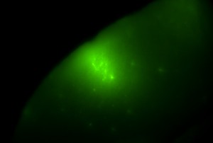 146A3152-151A-4387-B8FC-E41FB1A6AE80.jpeg