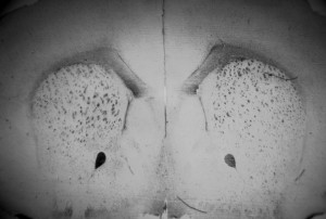 8CBE9199-40DC-485E-BCE6-C0C32D9B68D1.jpeg
