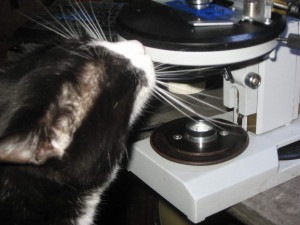 cat01.JPG