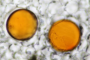 tannins_no_Titanopsis.jpg