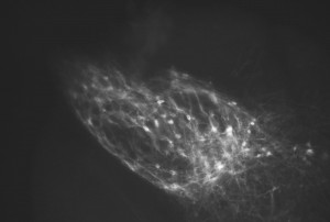 IMG_5933.jpeg